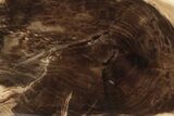 Polished Petrified Wood Slab - McDermitt, Oregon #236153-1